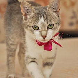 고양이가 꼬리를 바싹 세우고 다가오는 이유?