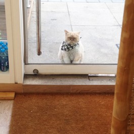 매일 출근하는 옆집 고양이