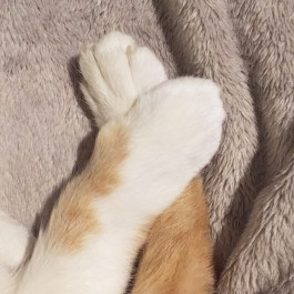 고양이의 발꼬기