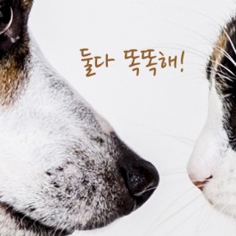 Q. 고양이보다 개가 정말 더 똑똑할까?