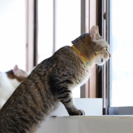 작은집이라면 캣타워보다 고양이 창문 선반이 좋다