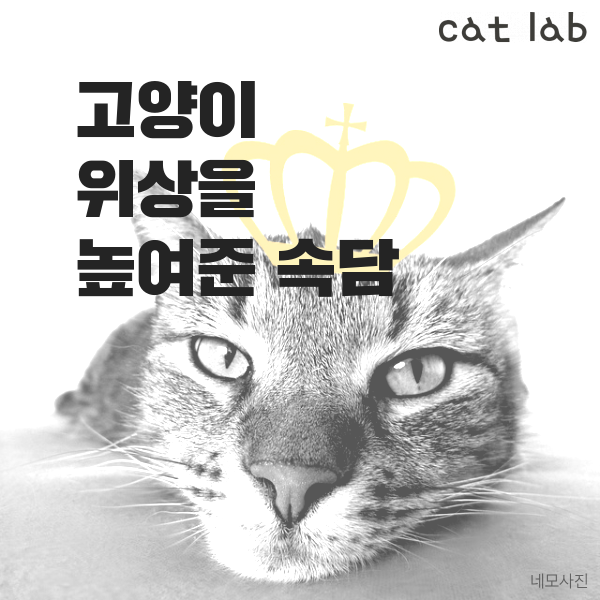 고양이 위상을 높여주는 속담 7