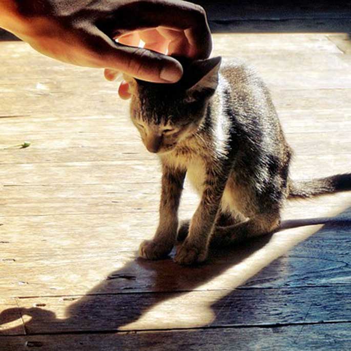 집사들이 매일 듣는, 골골송에 담긴 의미 4가지(2025년 업데이트)