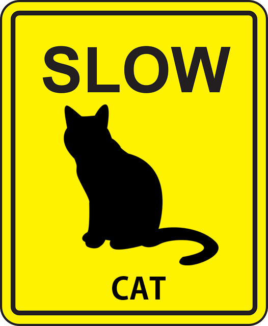 고양이가 사는 집 방문 에티켓 5