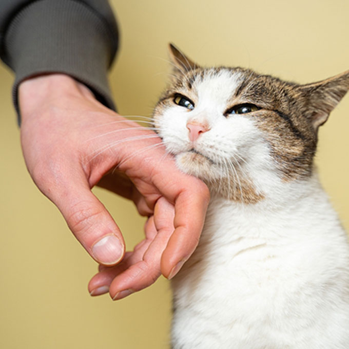 고양이가 더 행복해지는 집사 행동 5…지금 당장 실천 가능!