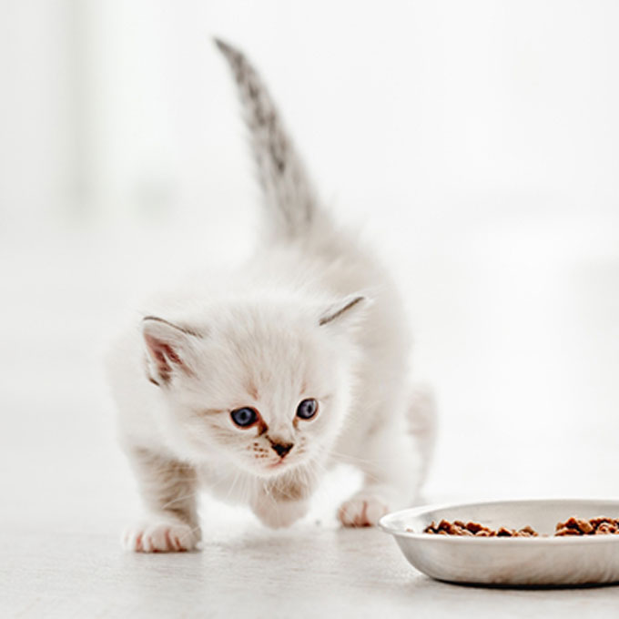 집사가 꼭 알아야 할 고양이 장수 식단 5가지, 오래오래 건강하게
