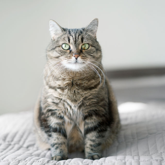 이 자세가? 집사라면 알아야 할, 고양이의 경계 자세 4