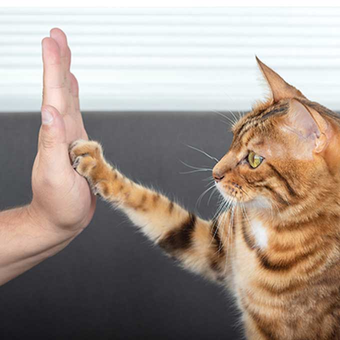 고양이가 진심으로 집사를 신뢰하고 있다는 증거 5