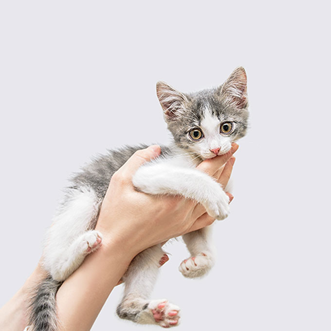 고양이를 처음 키워본 사람들이 깜짝 놀란다는 것 4