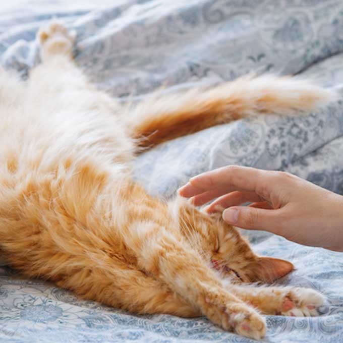 고양이를 만지면 안 되는 순간 4가지, 이때는 가까이 가면 안 된다