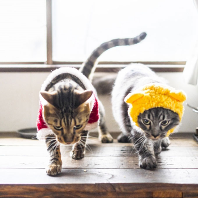 사랑스러워 한 이 행동이 학대?…고양이한테 절대 하면 안 되는 행동 5