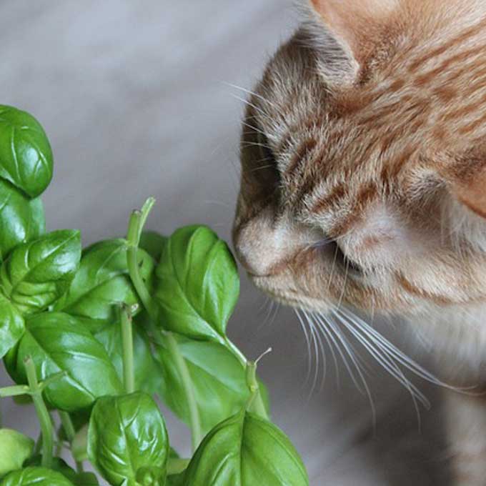 고양이와 함께 반려하기 좋은 관엽식물 6