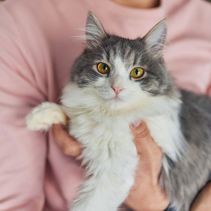 오래오래 같이 살자··, 집사가 고양이(고앵이)한테 바라는 것 5