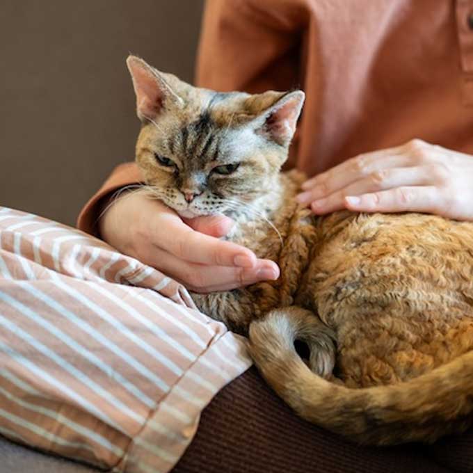 고양이가 집사 무릎에 앉는 이유 3, 다리 저려도 버텨야 함