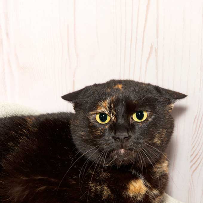 고양이가 집사한테 클레임 넣고 싶은 상황 6