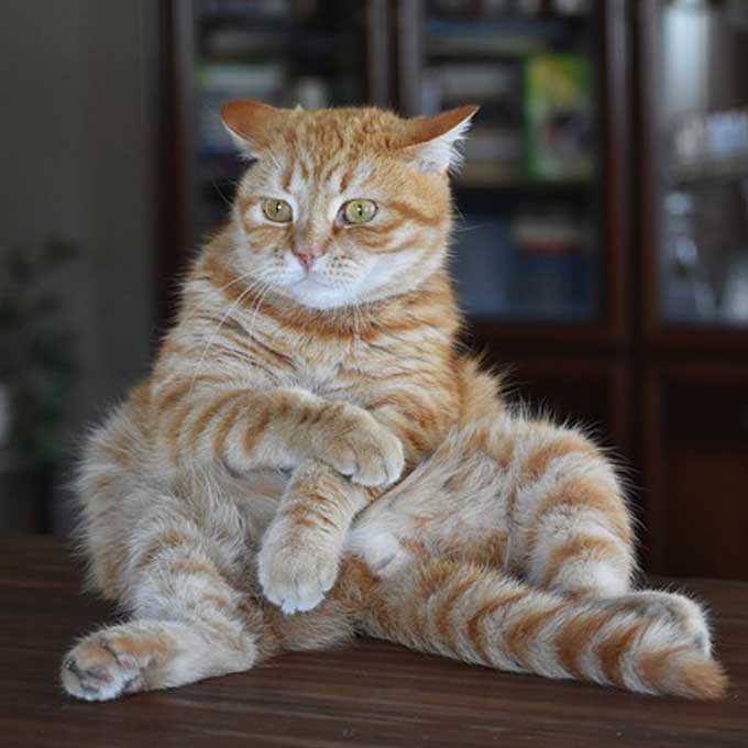 Ft. 털색, 삼색이는 천상 고양이 ··· 냥 털빨에 따른 성격 분석