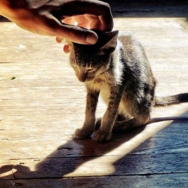 집사들이 매일 듣는, 골골송에 담긴 의미 4가지(2025년 업데이트)