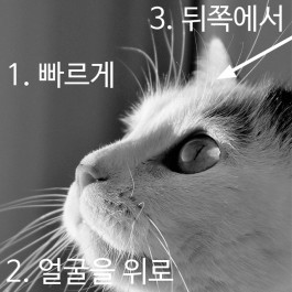 고양이 안약 넣을 때 중요한 포인트 3가지, 집에서 안전하게(2025년 업데이트)