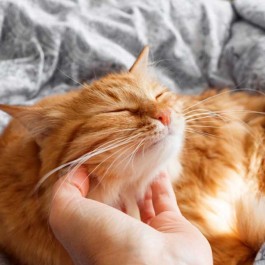 고양이 쓰다듬기 전, 집사라면 꼭 기억해야 할 3가지