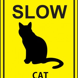 고양이가 사는 집 방문 에티켓 5