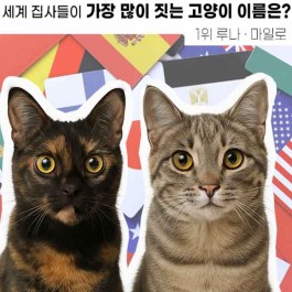 요즘 전 세계 집사들이 가장 많이 짓는 고양이 이름은? 루나·마일로 외 TOP 10