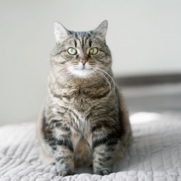 이 자세가? 집사라면 알아야 할, 고양이의 경계 자세 4