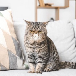 소파와 한몸! 운동 싫어하는 고양이 4