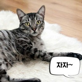 울 냥 진짜 천재일지도! 똑똑한 고양이 특징 3