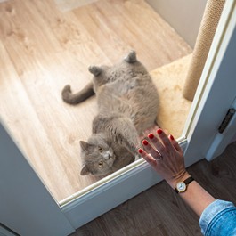 고양이는 집사의 외출을 어떻게 알까? 대표 행동 6가지