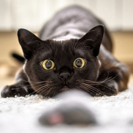 고양이의 희로애락, 집사가 알아챌 수 있는 4가지 감정 신호