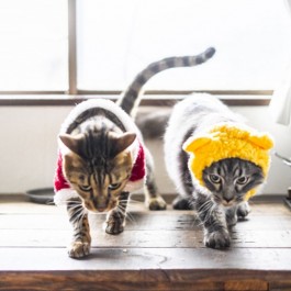 사랑스러워 한 이 행동이 학대?…고양이한테 절대 하면 안 되는 행동 5