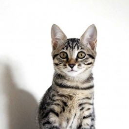 얼음! 무조건 고양이가 ‘일시 정지’하는 순간 3