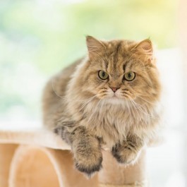 인간 기준, 머리 좋다고 생각하는  지능적인 고양이 특징 5