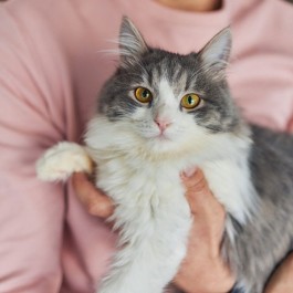 오래오래 같이 살자··, 집사가 고양이(고앵이)한테 바라는 것 5