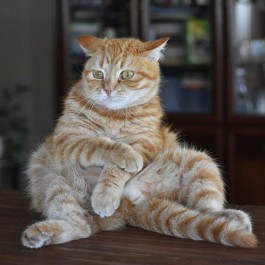 Ft. 털색, 삼색이는 천상 고양이 ··· 냥 털빨에 따른 성격 분석