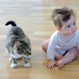 고양이, 아기보다 빨리 사람 말을 알아듣는다고? 일본 연구팀의 흥미로운 실험 결과