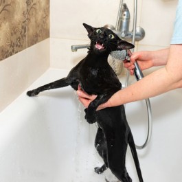 알고 나면 더 사랑스럽다, 고양이의 서툰 면 5