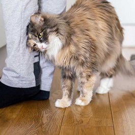 집사가 냥을 잘 안 쓰다듬어 줄 때 하는 행동 3