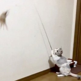 집사 없어도 됨, 낚싯대 흔드는 법 터득해 혼자 노는 천재 고양이