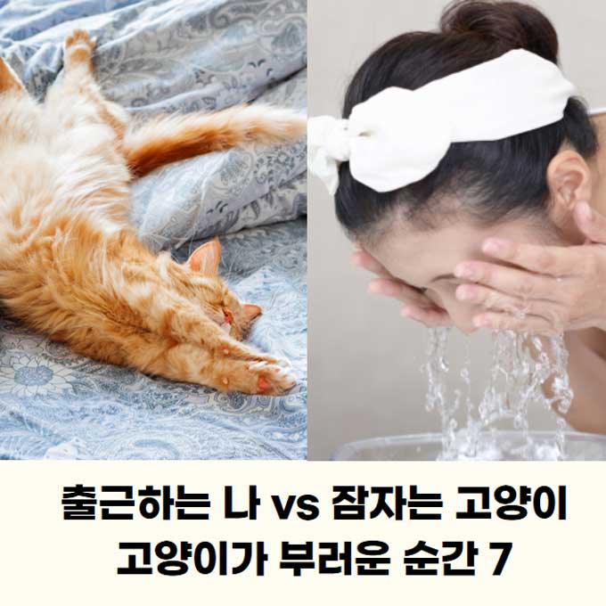 고양이가 부러운 순간 7, 출근하는 나 vs 잠자는 고양이(2025년 업데이트)
