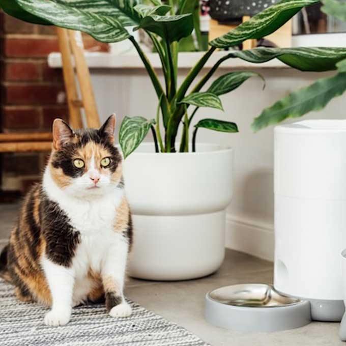 밥그릇과도 떨어트려놓자, 고양이가 싫어하는 물그릇 위치 5