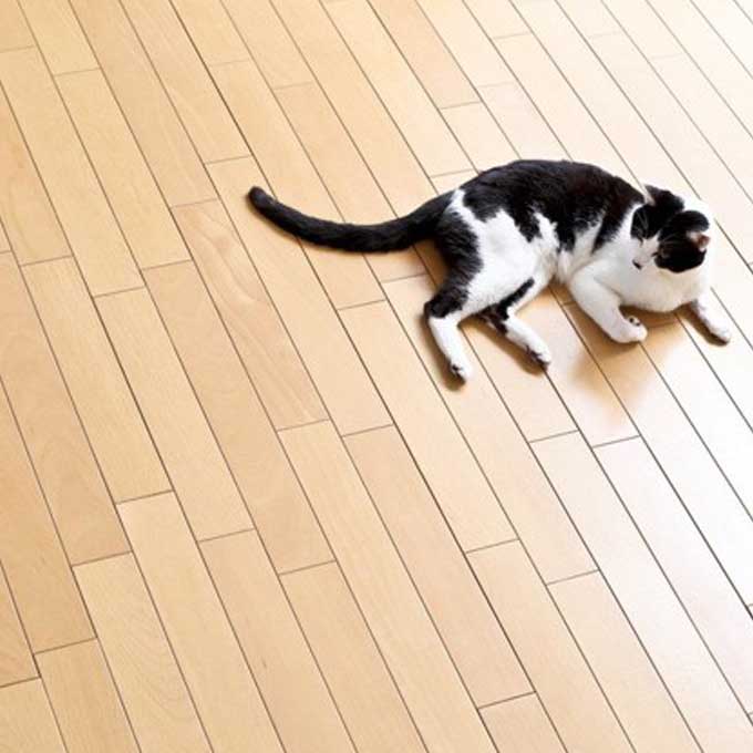 미끄러운 마루, 냥 관절에 치명적! 바닥재와 고양이 건강의 상관관계
