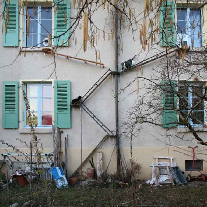 너의 길이야, 스위스 가정집에 난 수많은 고양이 사다리들