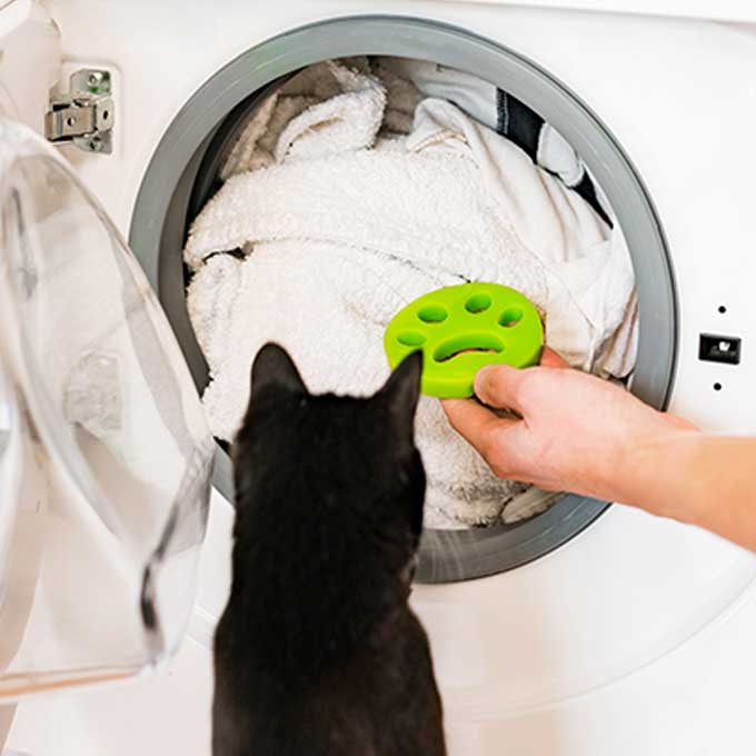 따로 돌려야 한다, 고양이 집 잘 빠는 법