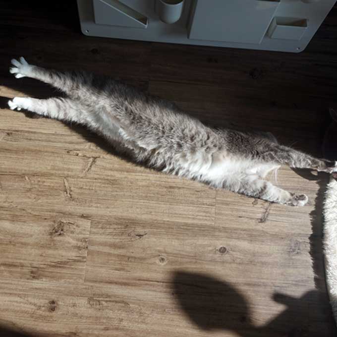 작은집이라도 괜찮아! 고양이도 좋아하는 집 꾸미는 법 5