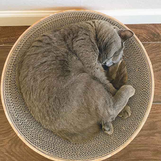 사용묘 경험(UX) 기반 설계…앉으면 안 떠나는 네코이찌 바리바리볼