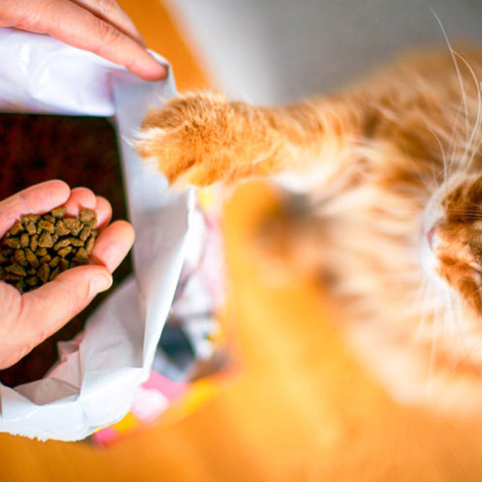 7살 넘은 우리 고양이, 어떤 사료가 좋을까? 체중관리 사료 꼼꼼 리뷰 :<캣랩>이 AI랑 같이 정리해봄