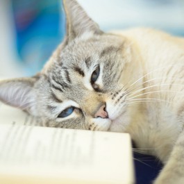 고양이 무기력 원인은 집 환경? 냥이 잠만 자는 나쁜 집 특징 4가지