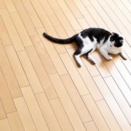 미끄러운 마루, 냥 관절에 치명적! 바닥재와 고양이 건강의 상관관계