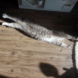 작은집이라도 괜찮아! 고양이도 좋아하는 집 꾸미는 법 5